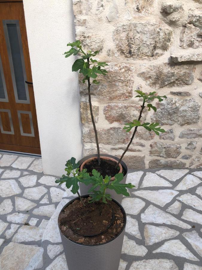 Apartment Old Town Mare